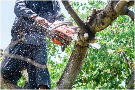 tree services Colby